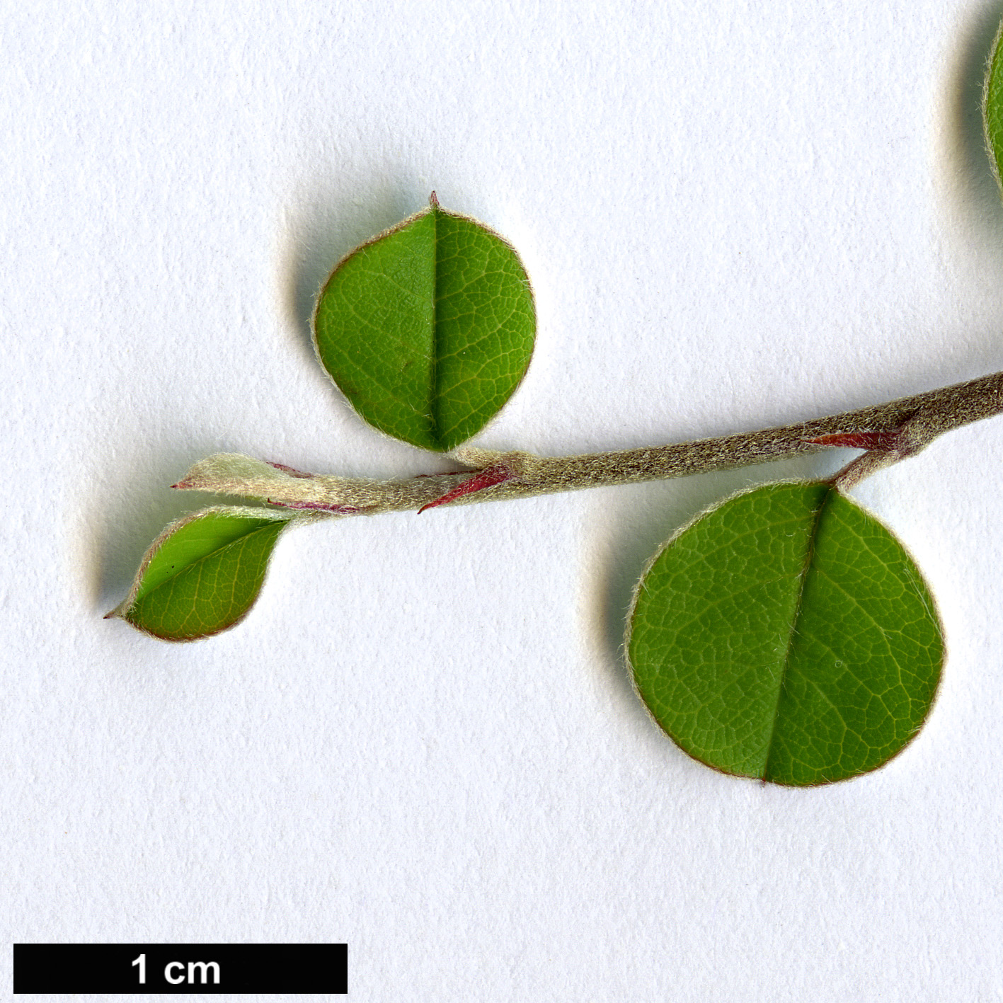 High resolution image: Family: Rosaceae - Genus: Cotoneaster - Taxon: karatavicus